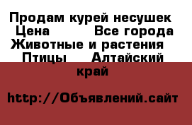 Продам курей несушек › Цена ­ 350 - Все города Животные и растения » Птицы   . Алтайский край